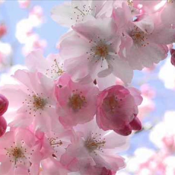 AIR – Cherry Blossom Girl (Hope Sandoval Version) [2004]